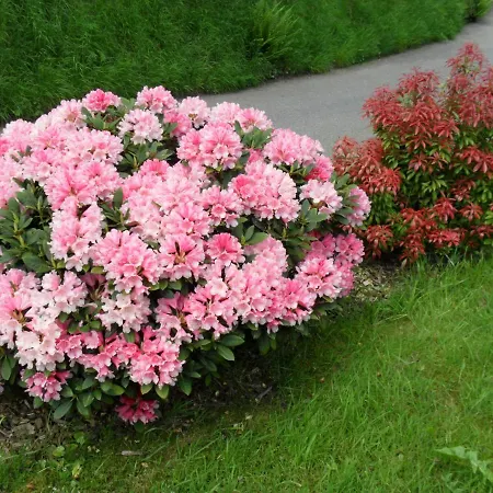 Bühler Apartamento *